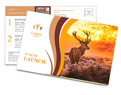 Red Deer in Morning Sun. Postcard Template