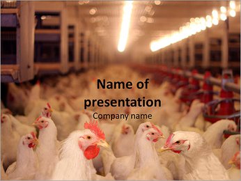 Big Chicken Farm PowerPoint Template