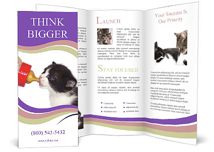 Newborn Kitten Drinking Milk Brochure Template