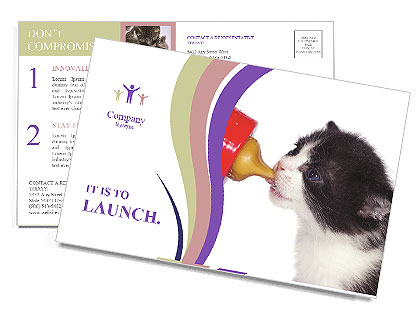 Newborn Kitten Drinking Milk Postcard Template