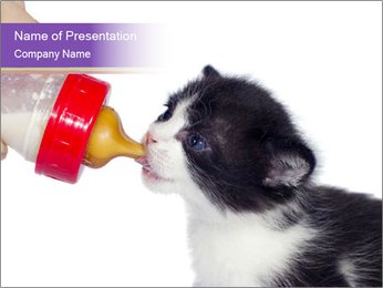 Newborn Kitten Drinking Milk PowerPoint Template