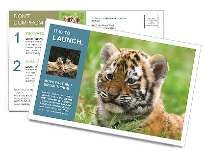Small Bengal Tiger Postcard Template
