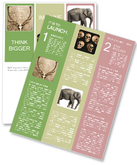 Skull Of A Deer: Anatomy, Characteristics And Uses Newsletter Template