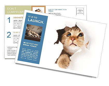 Cat Hides Postcard Template