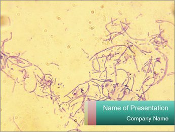 High-Quality 14Mp Microscope Image Of Anthrax (Bacillus Anthracis) At 45X PowerPoint Template