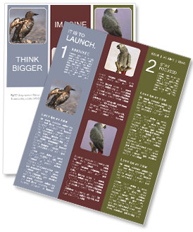 Grey Bird Newsletter Template