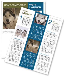 Sled Dog Malamo: An Overview Of This Incredible Breed Newsletter Template