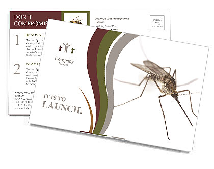 Mosquito Postcard Template