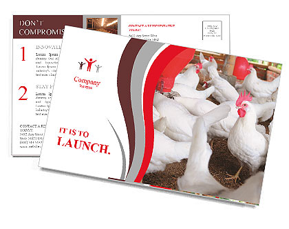 Poultry and a rooster on the main terms Postcard Template
