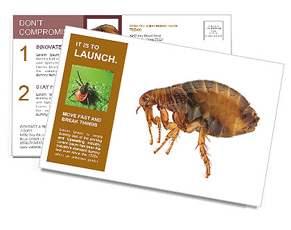 Large flea Postcard Template