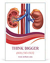 Anatomy Of The Urinary System: Medical Illustration Of Human Kidney Cross Section With Arteries, Adrenal G Ad Template