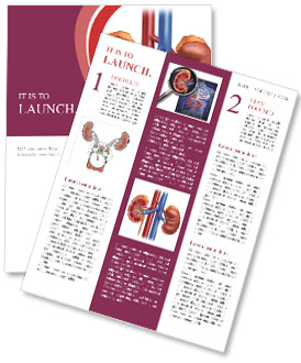 Anatomy Of The Urinary System: Medical Illustration Of Human Kidney Cross Section With Arteries, Adrenal G Newsletter Template