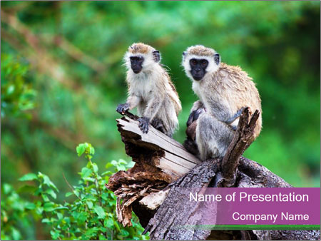 Vervet Monkey Observation In Lake Manyara National Park, Tanzania's Bushland. Google Slides Theme